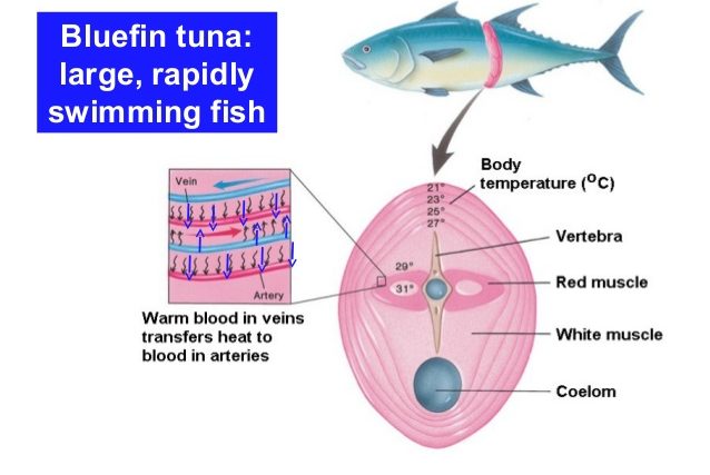 Bluefin tuna fish heat regulations