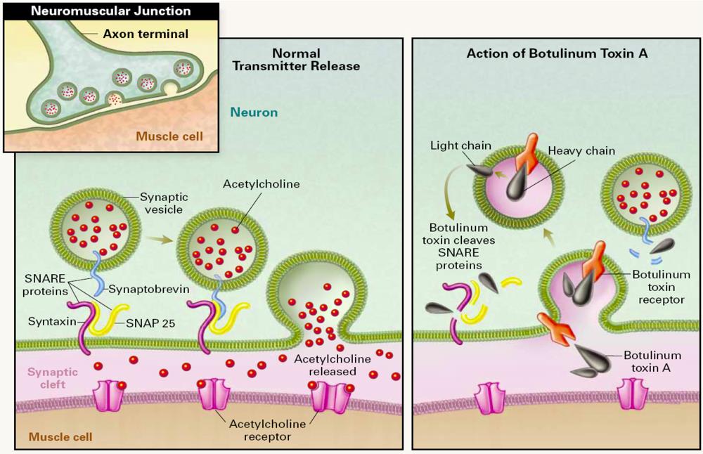 Botulinum toxin blocks the cell signaling pathways 