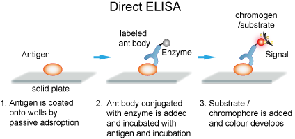 Direct ELISA