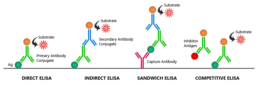 Four types of ELISA 