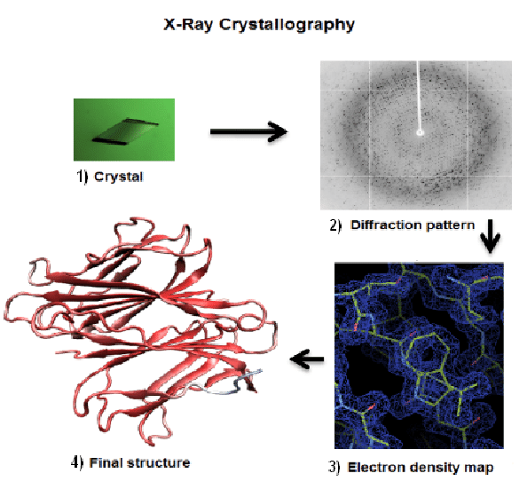 x ray crystallography for protein structure elucidation.