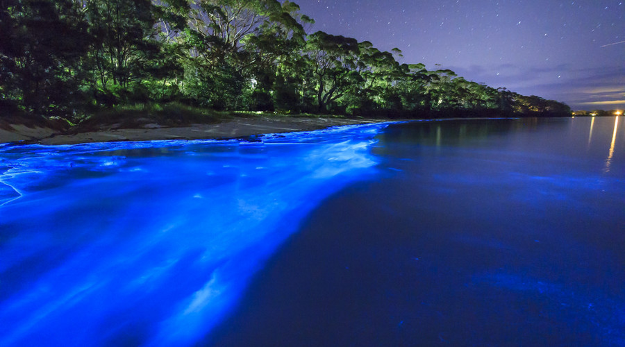 maxican beaches and bioluminiscence
