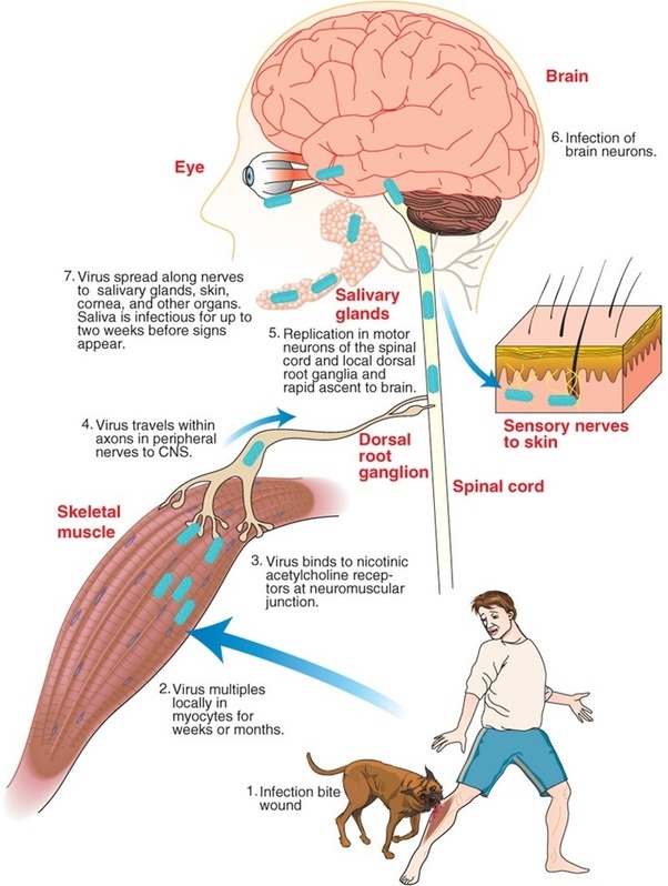 rabies virus transmission