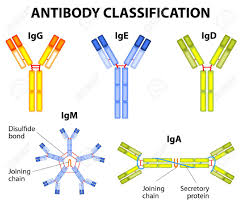 Structures of various classes of immunoglobulins