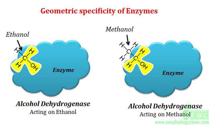 define specificity of enzyme action
