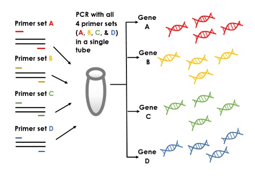 touchdown pcr vs gradient pcr