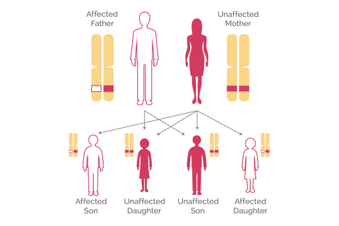 BRCA gene - Mutation, genetic testing and cancer risk - Science of health