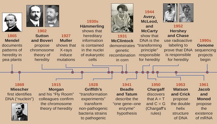 The history of genetics