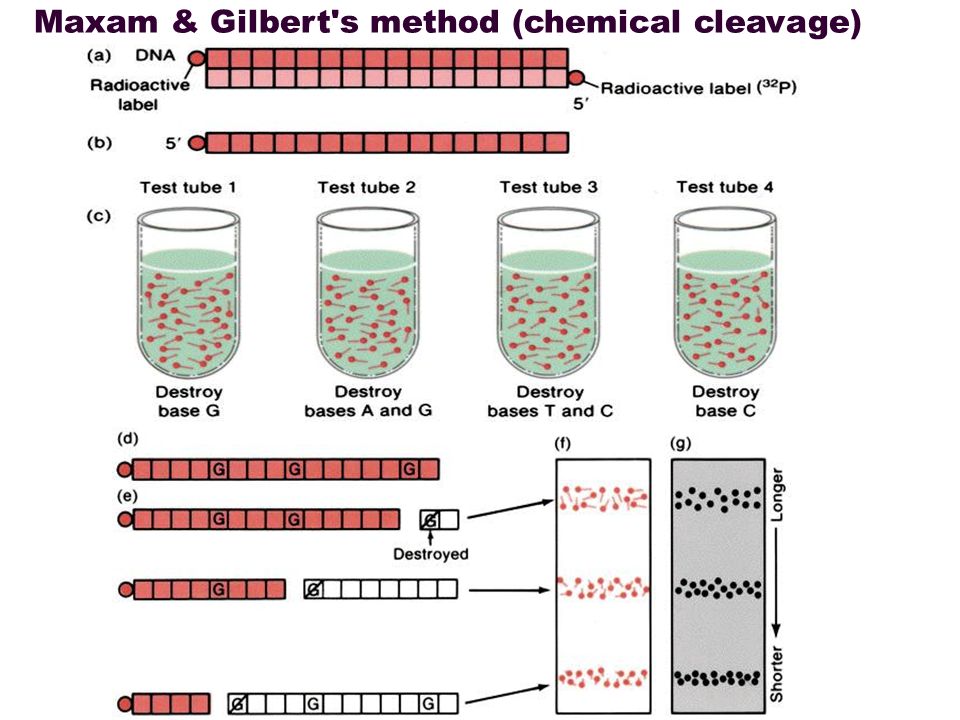 DNA sequencing Science of Healthy