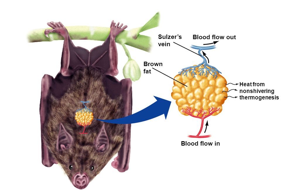 Brown fat in thermogenesis