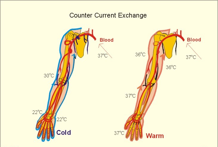 counter current heat exchange mechanism