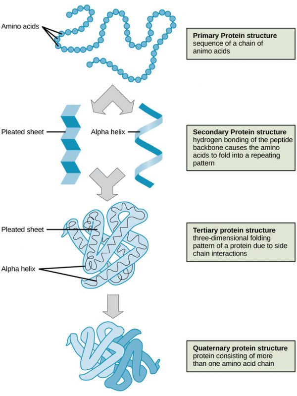 Techniques for structural elucidation of proteins Science of Healthy
